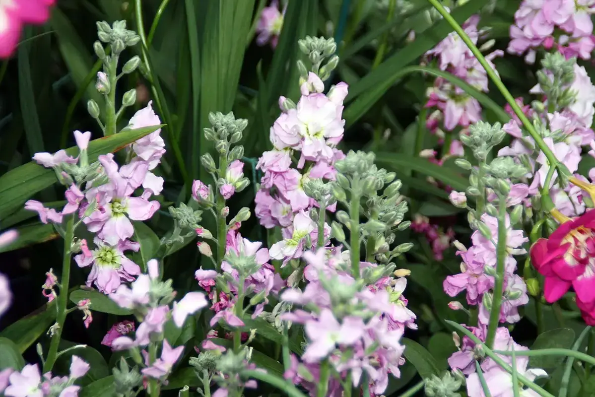 Pale lilac stock flowers rising among narrow green leaves.