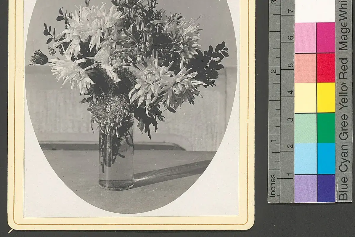 Cut freesia stems with open flowers and developing buds in a narrow vase