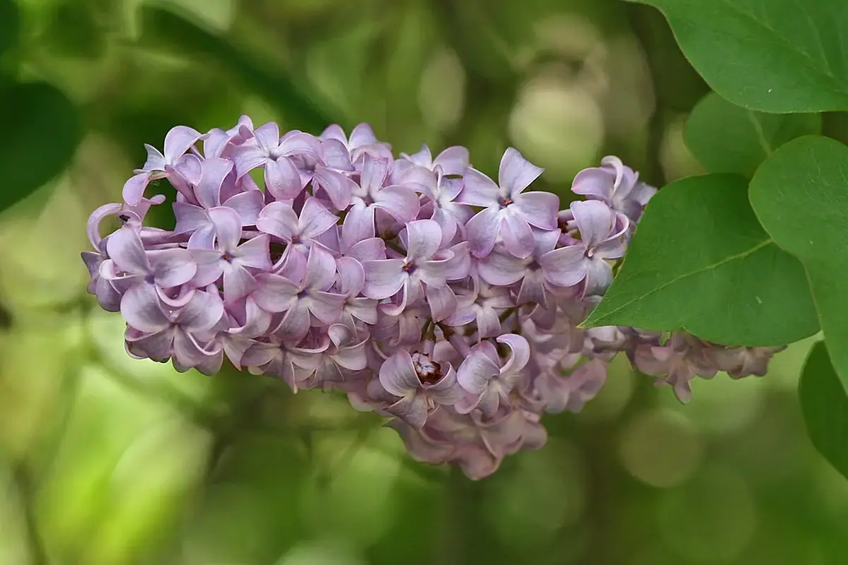 Wikimedia Commons flower photograph related to a clean lilac branch recut above firm woody tissue