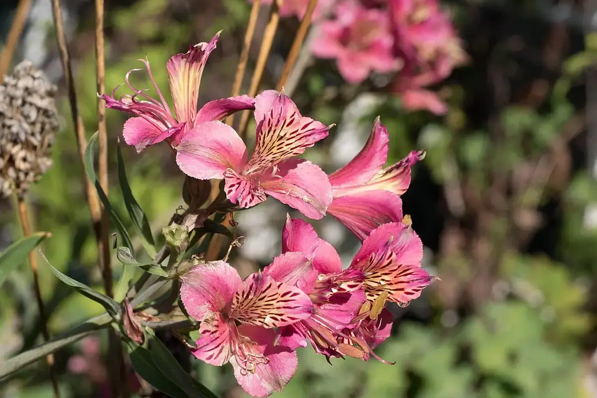 Macro view of a pink lily showing pollen-covered anthers clearly against the petals