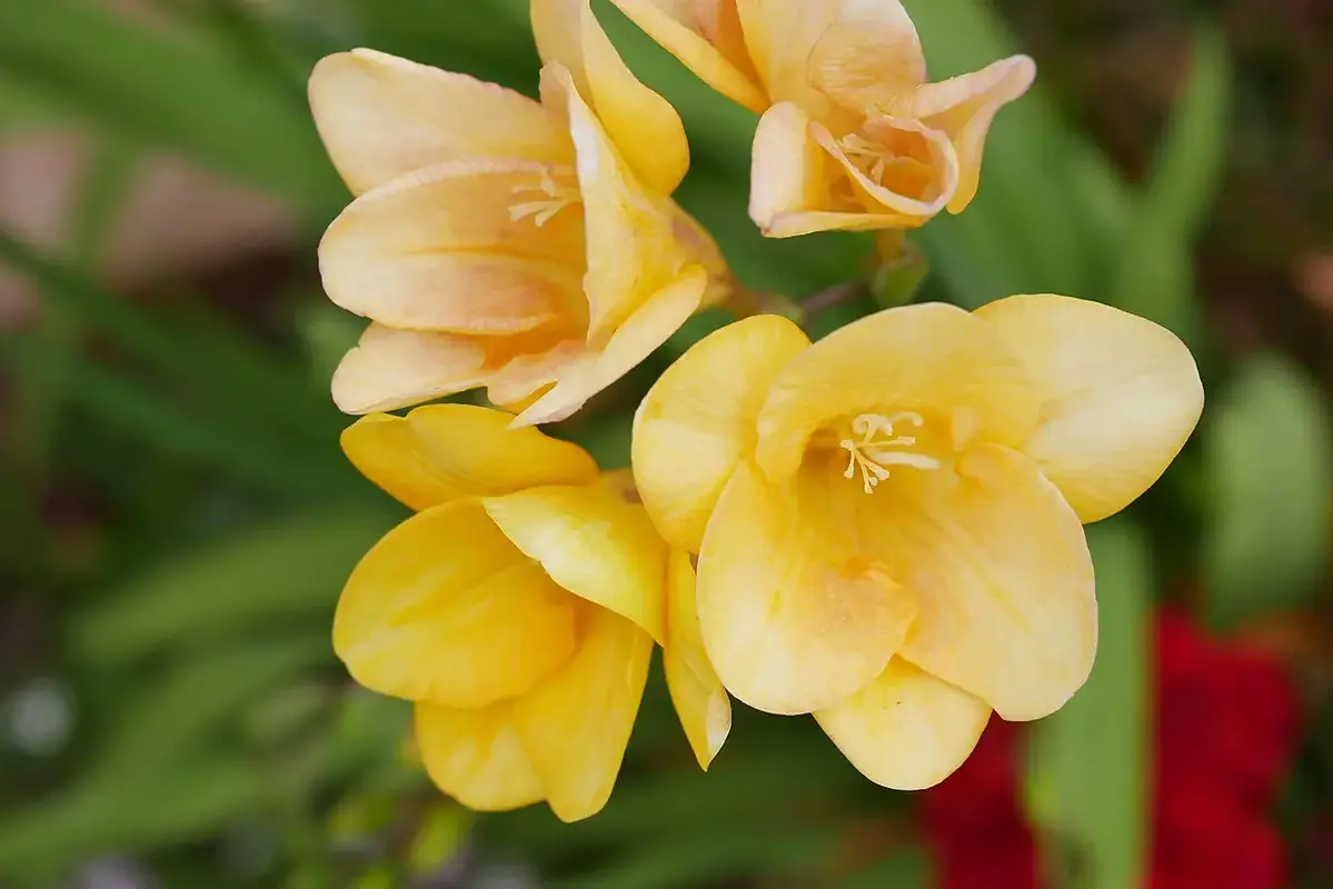 Orange marigold stems arranged with a clear low waterline