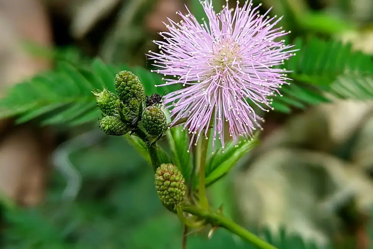 Wikimedia Commons flower photograph showing cut mimosa branches in clean water away from a dry air stream