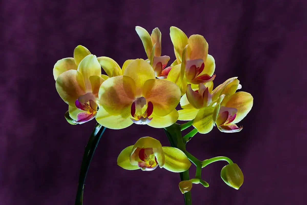 Fragrant stock flower spikes standing in a clean vase with room between stems