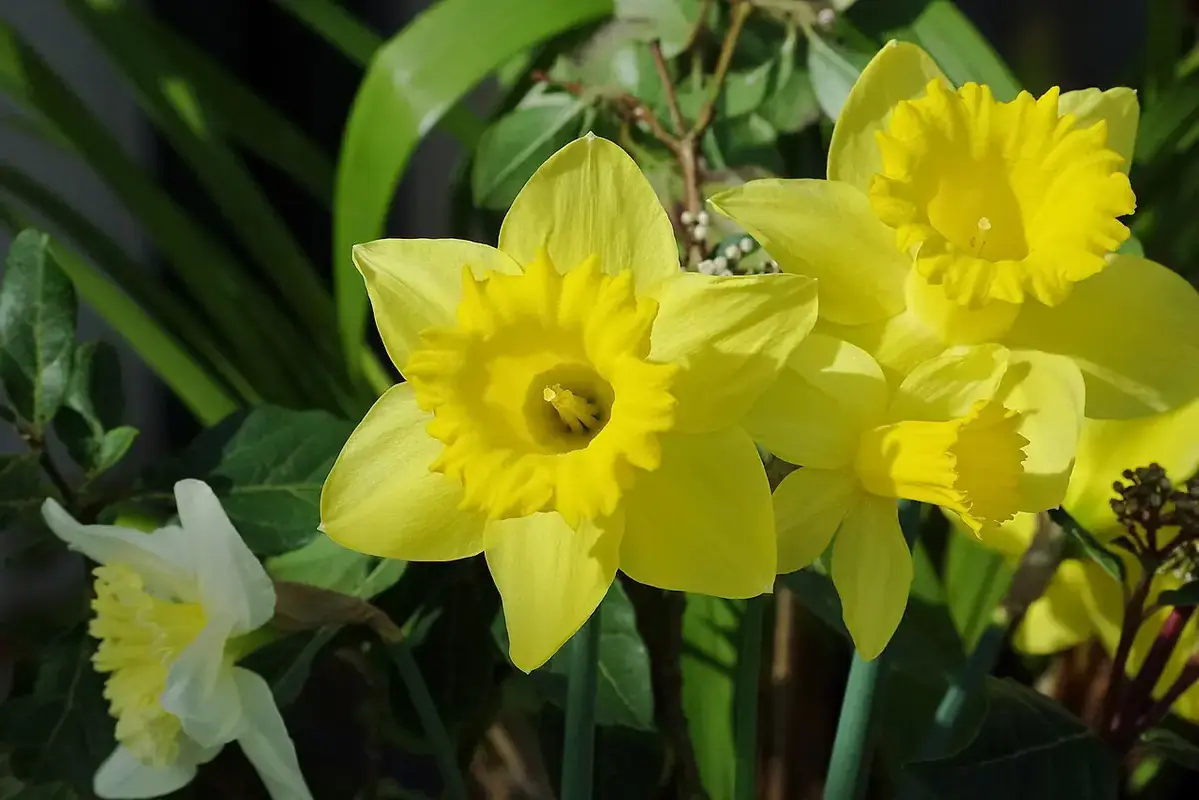 Cut Stock Care: Keep Fragrant Spikes Upright shown in a clean flower-care setup