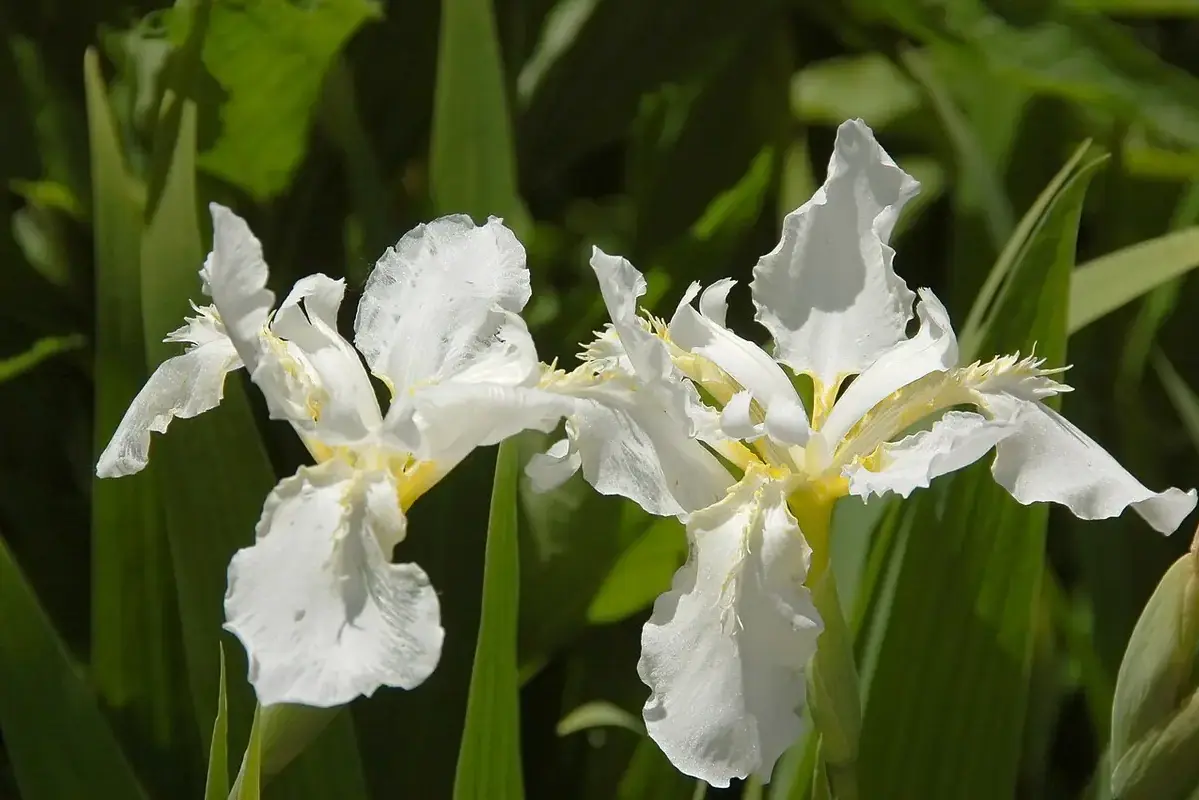 Delicate sweet pea flowers arranged with thin stems in a small vase
