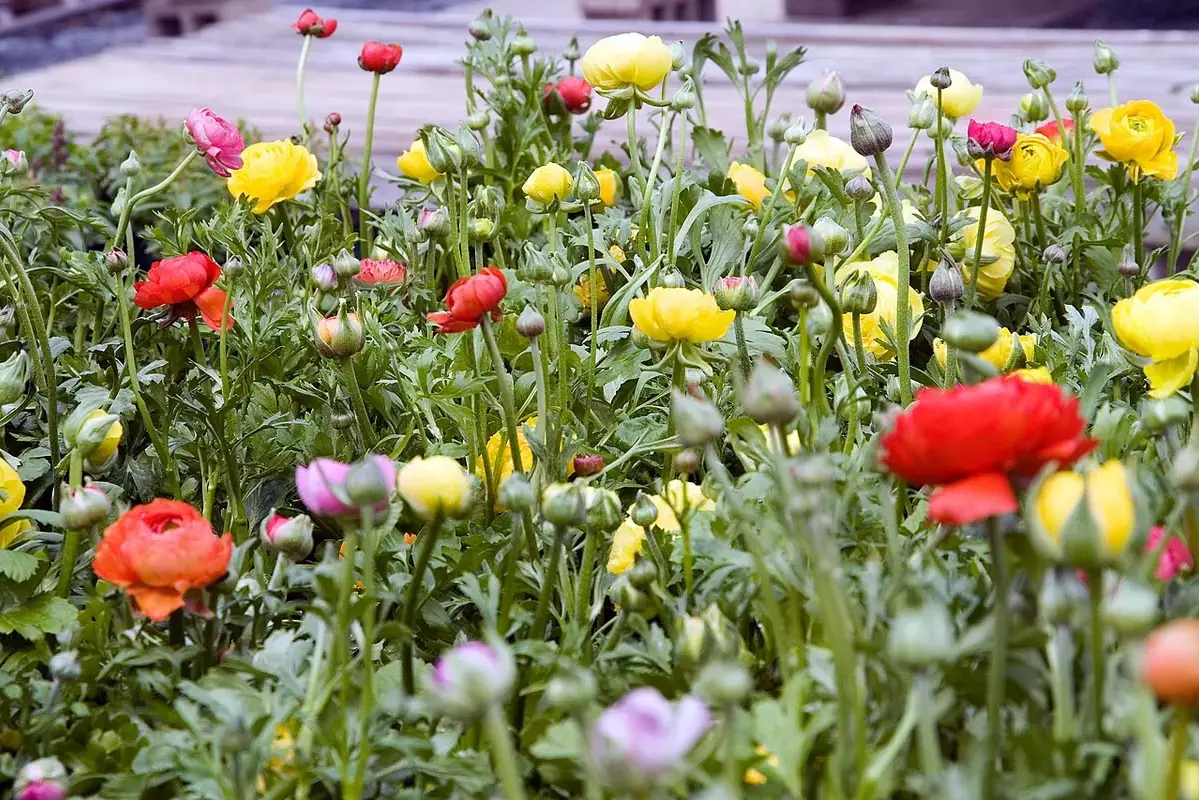 Bright cut zinnias standing in fresh water with lower leaves removed