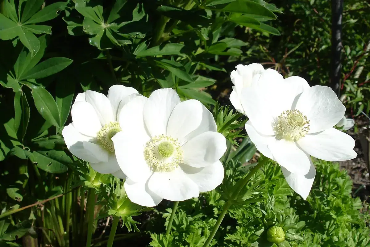 White anemone flowers with pale green centres on slender stems.
