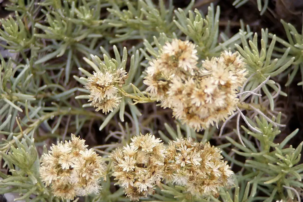Pale dried helichrysum flower clusters above narrow grey-green leaves.