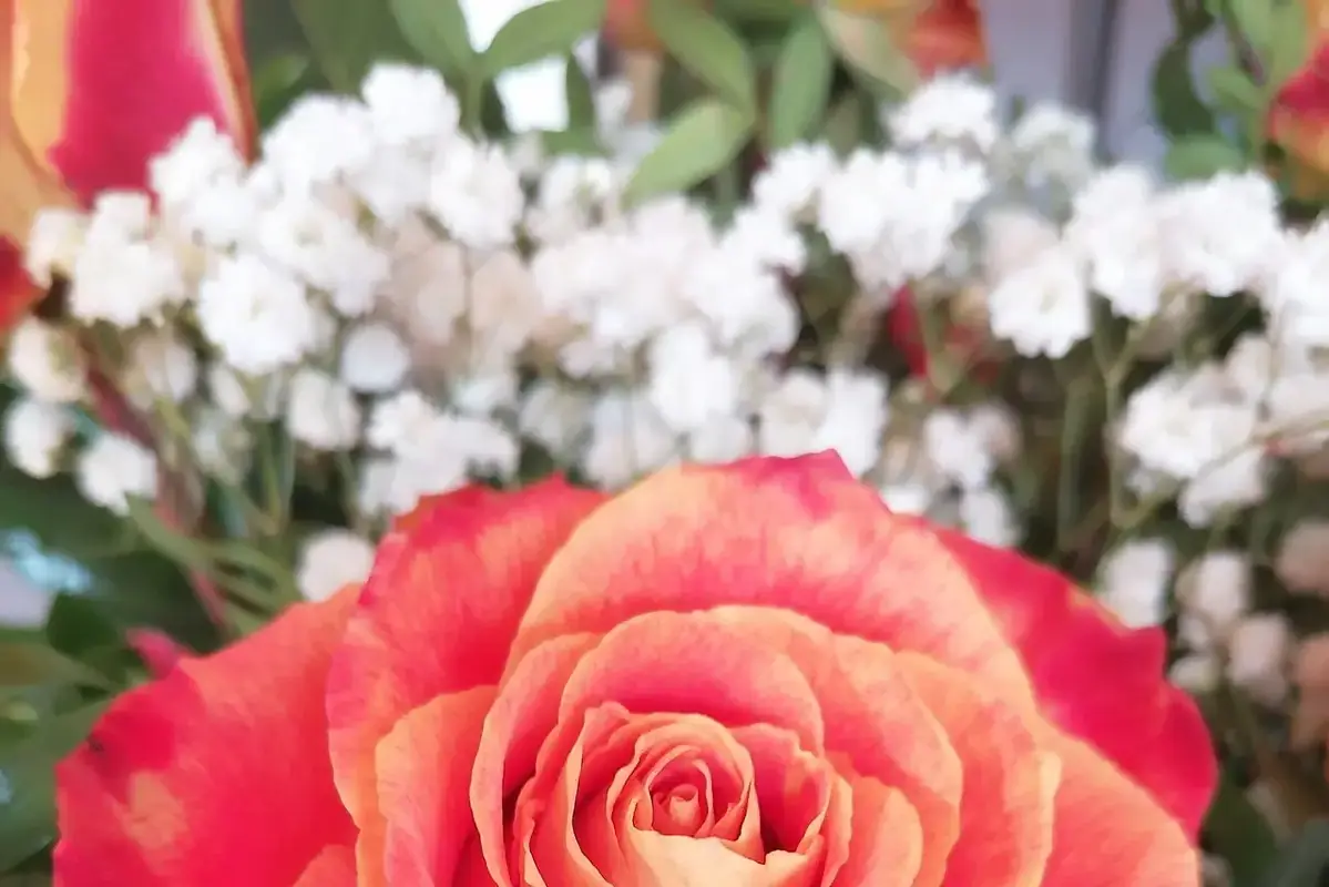 An orange rose surrounded by small white flowers in a bouquet.