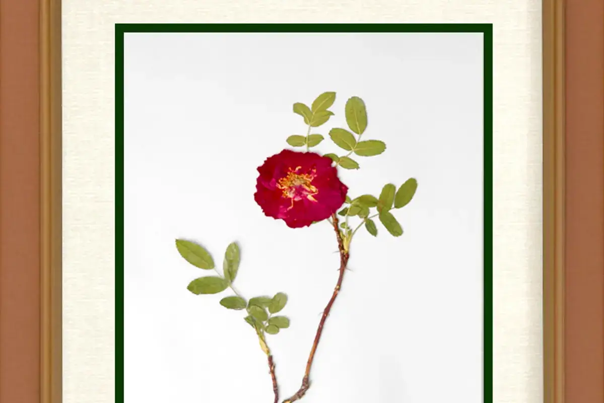 Wikimedia Commons flower photograph related to a pressed flower being scanned beside a scale and specimen label
