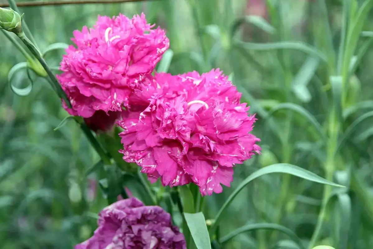 Ruffled pink carnations on branching green stems.