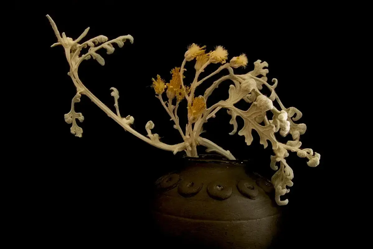 Branching pale dried flower stems arranged against a dark background.
