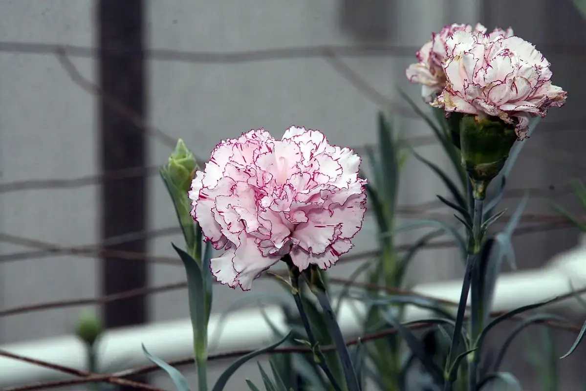 Rose blooms supported in silica gel for shape-preserving drying