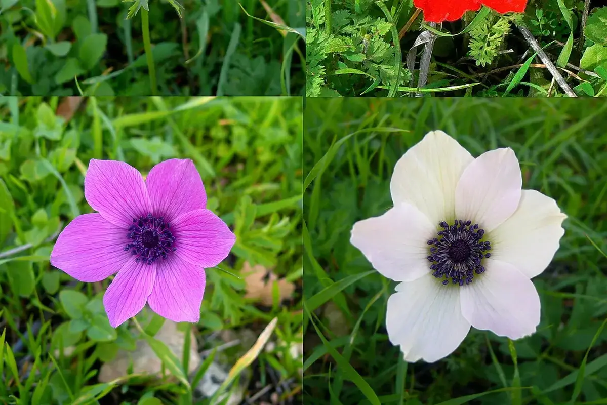 Wikimedia Commons flower photograph related to blue dye bleeding into a test vessel and away from pale petals