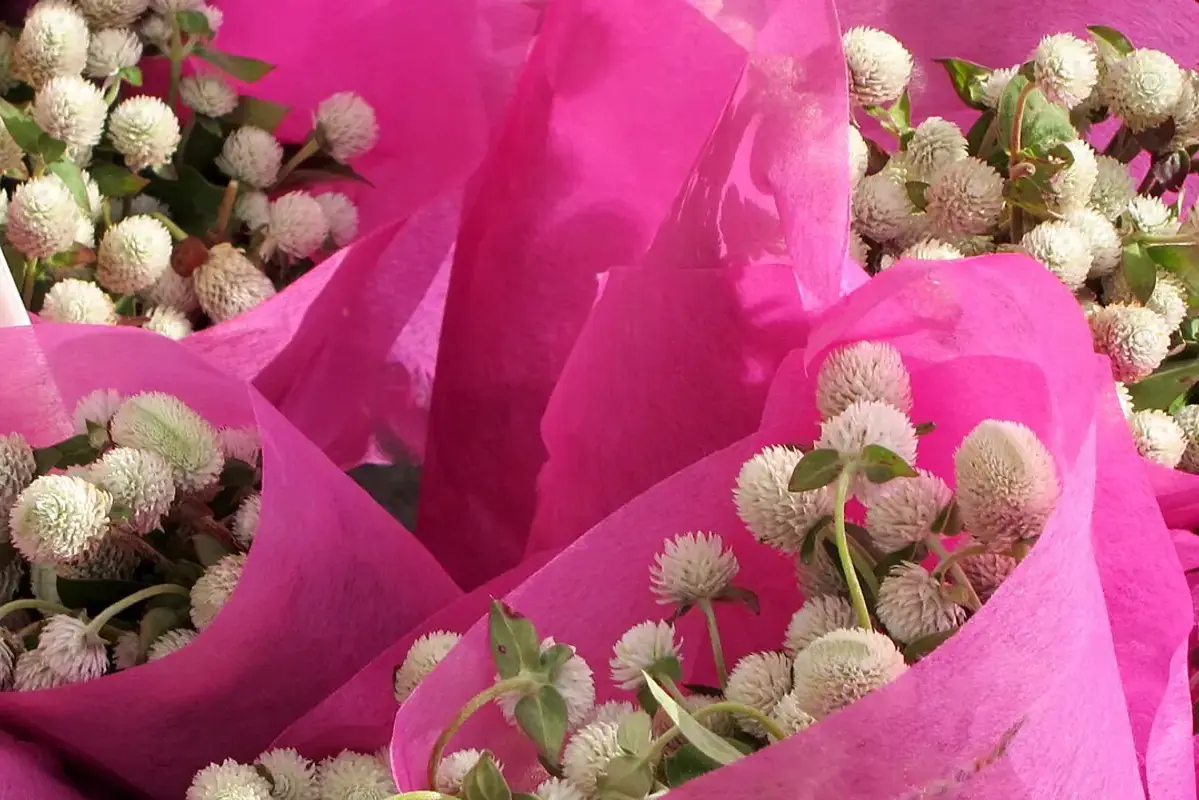 Pale dried globe-amaranth heads wrapped in bright pink paper.