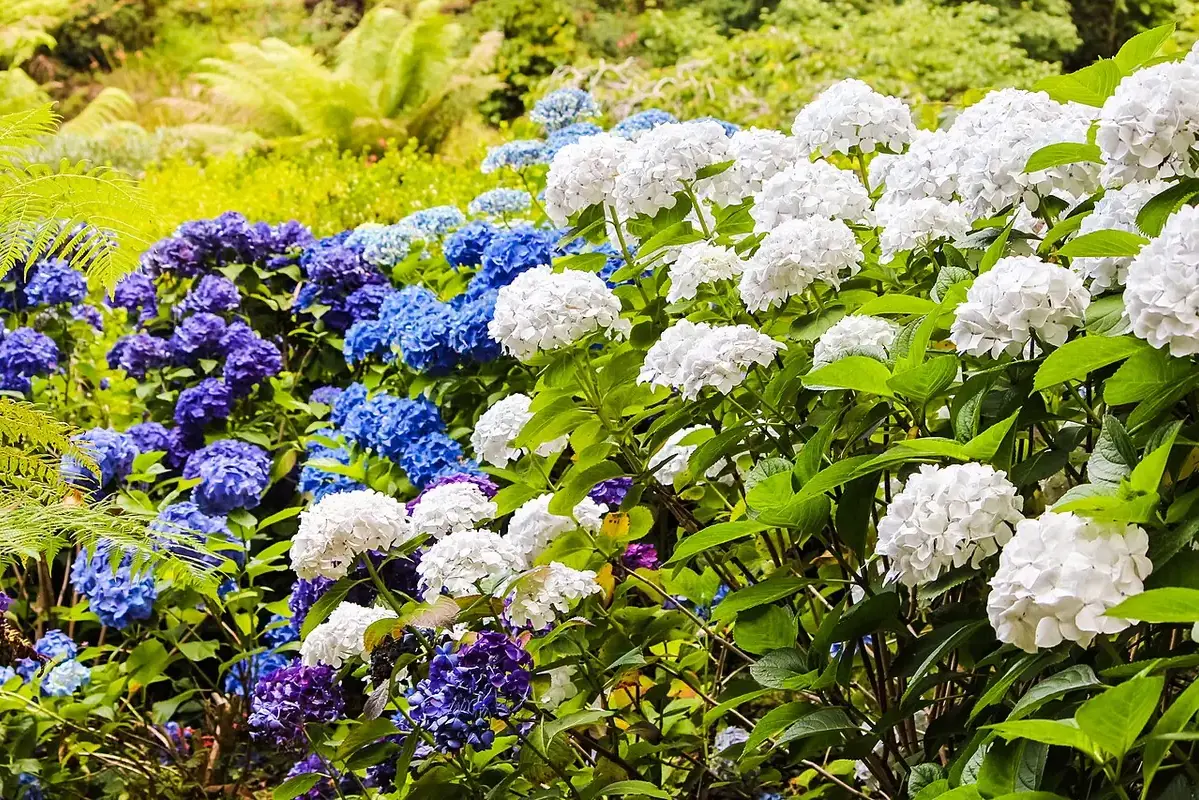 Blue and white hydrangea clusters filling a leafy garden border.