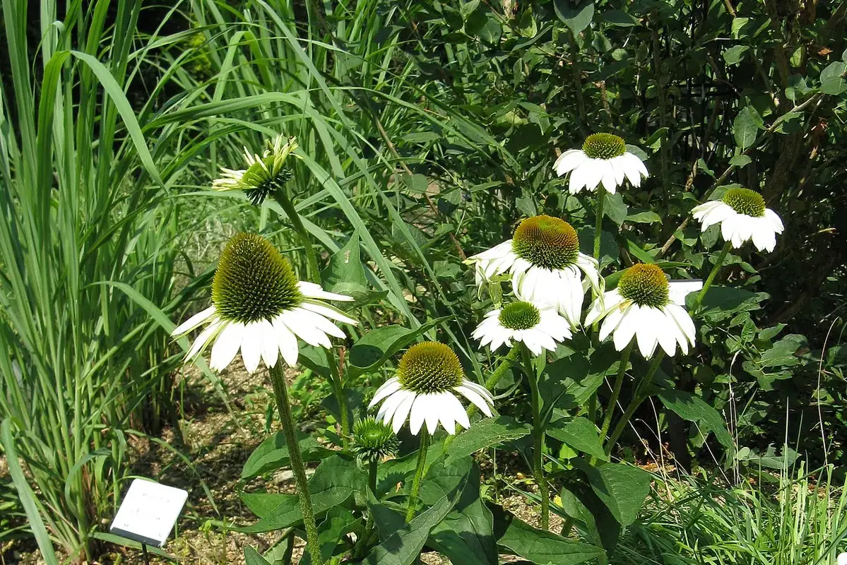 White ray petals surrounding the raised centre of an echinacea flower.