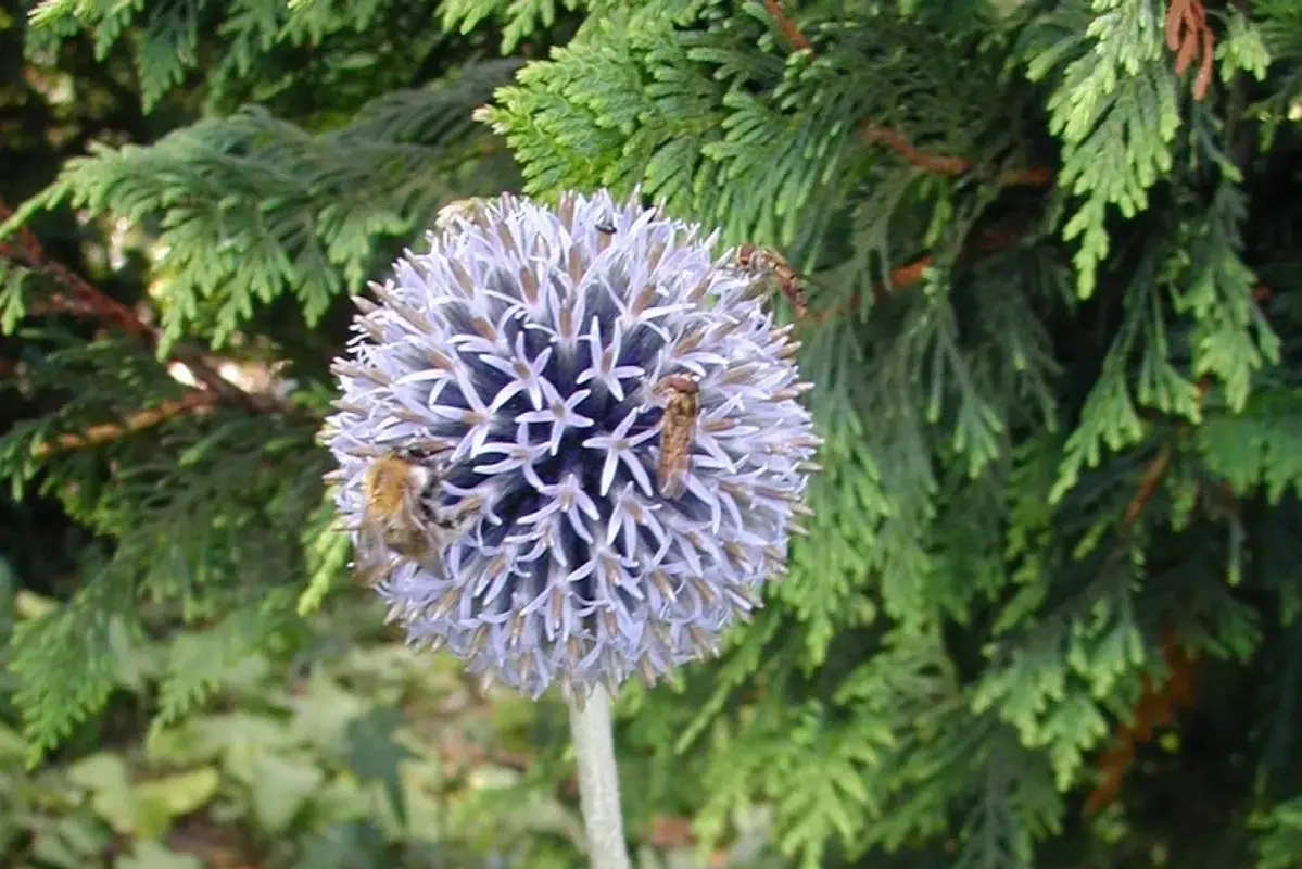 A spherical blue globe-thistle flower head among textured green leaves.