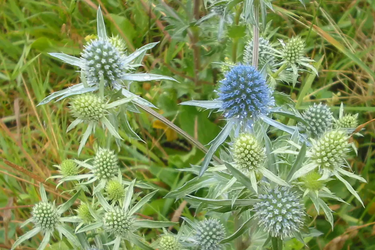 Blue-green eryngium flower heads ringed by pointed spiny bracts.