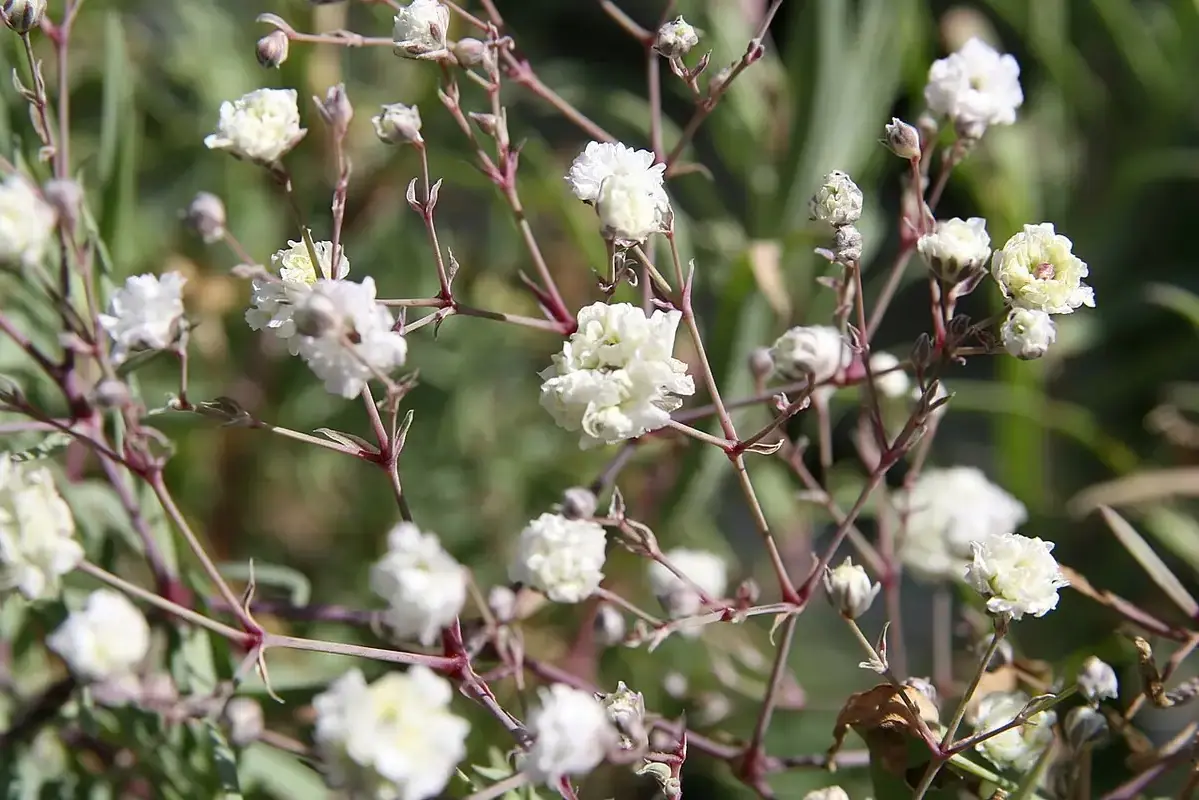 Small branching flower heads of baby's breath among slender stems.