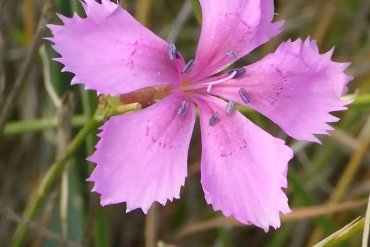Wikimedia Commons flower photograph related to floral shears and kitchen scissors on different cut stems