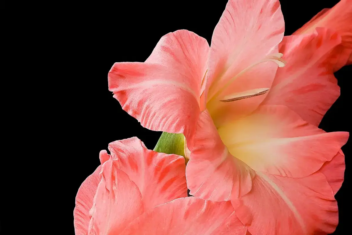 Coral-pink gladiolus flowers with softly ruffled edges.