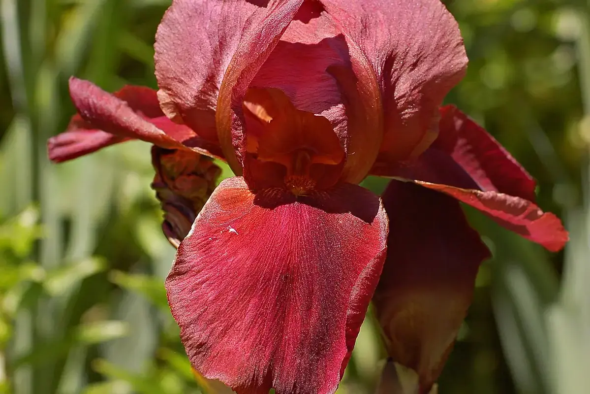 Mixed arrangement of lilies and carnations showing both open flowers and closed buds