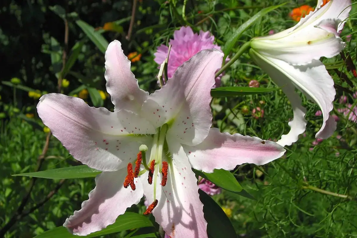 Pale pink oriental lily flowers with dark projecting anthers.