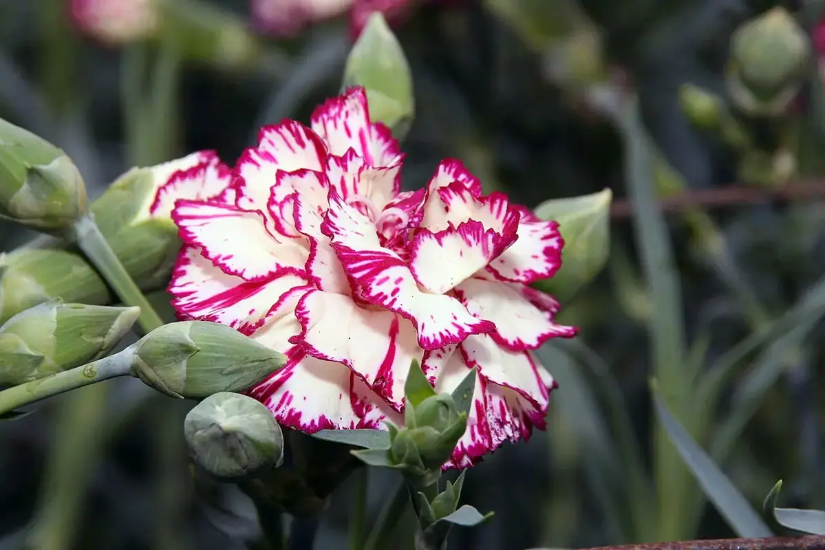 A white carnation with finely striped magenta petal edges.