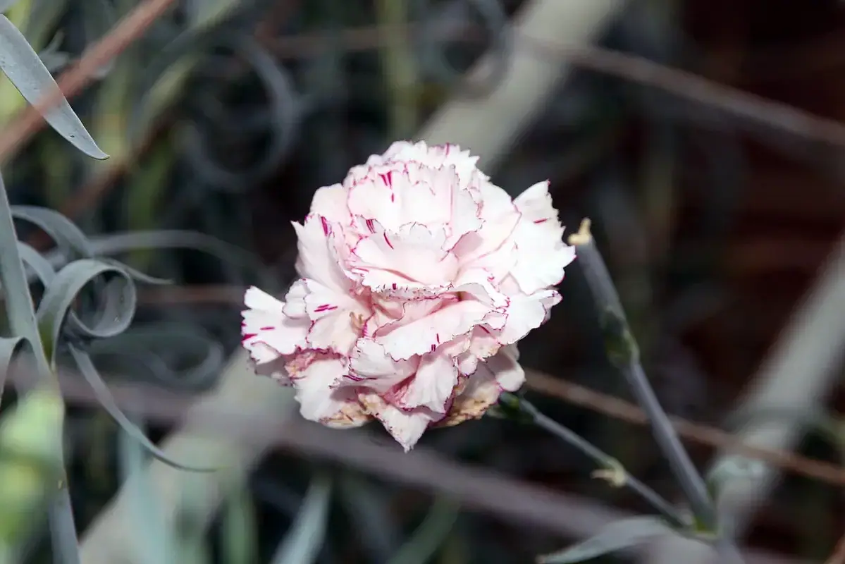 Bent flower neck compared with a naturally curved healthy stem
