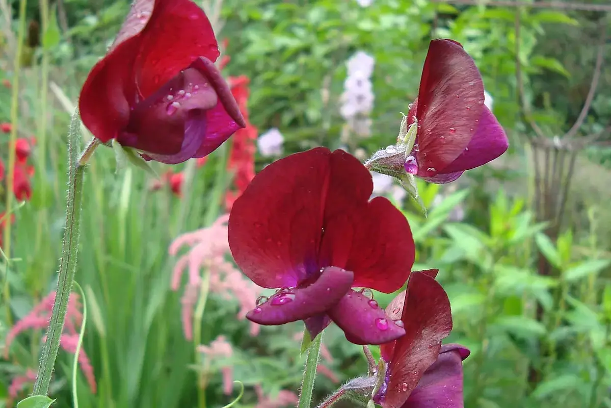 Flower petals sticking together after moisture exposure being inspected in side light
