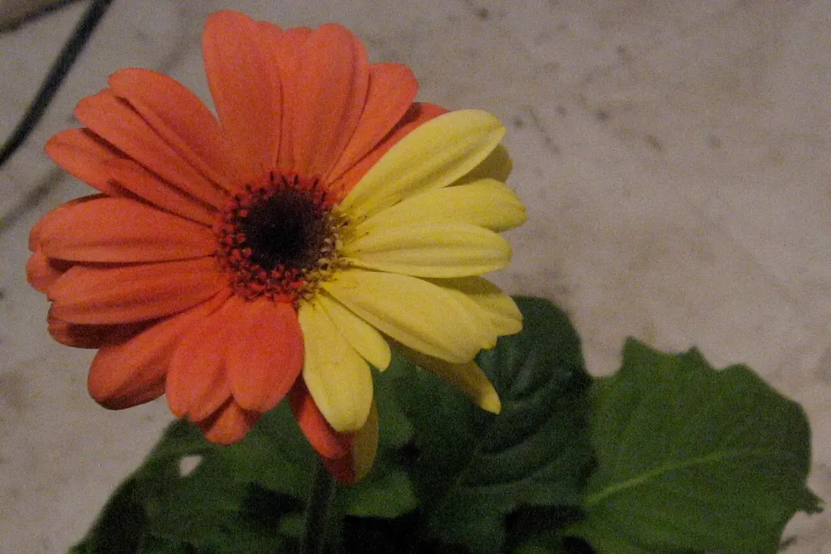 Close-up of translucent flower petals beside a firm unaffected bloom