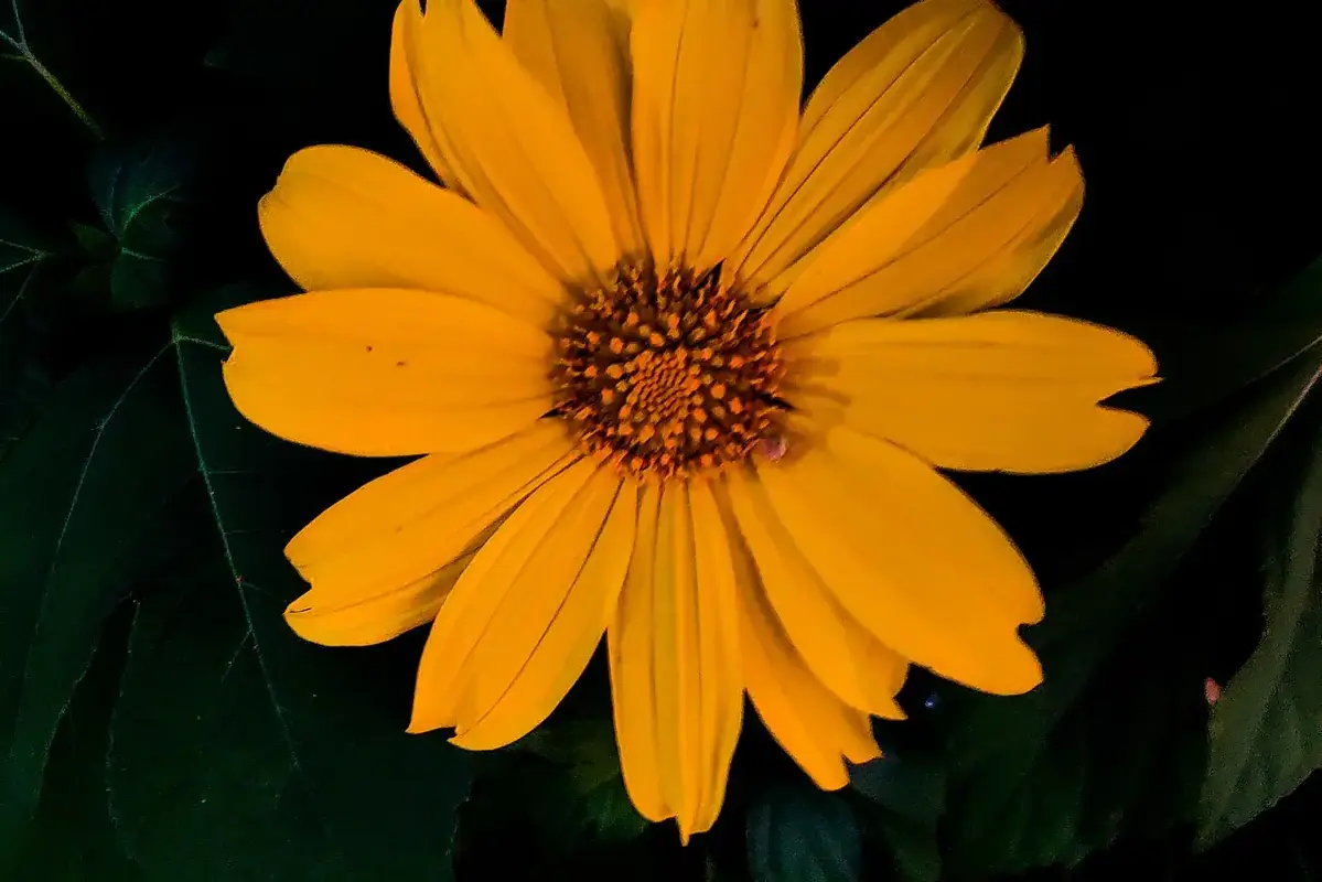 A yellow sunflower head standing out against a dark background.