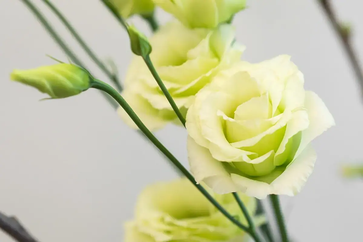 Freshly recut flower stems drooping beside a clean test vase