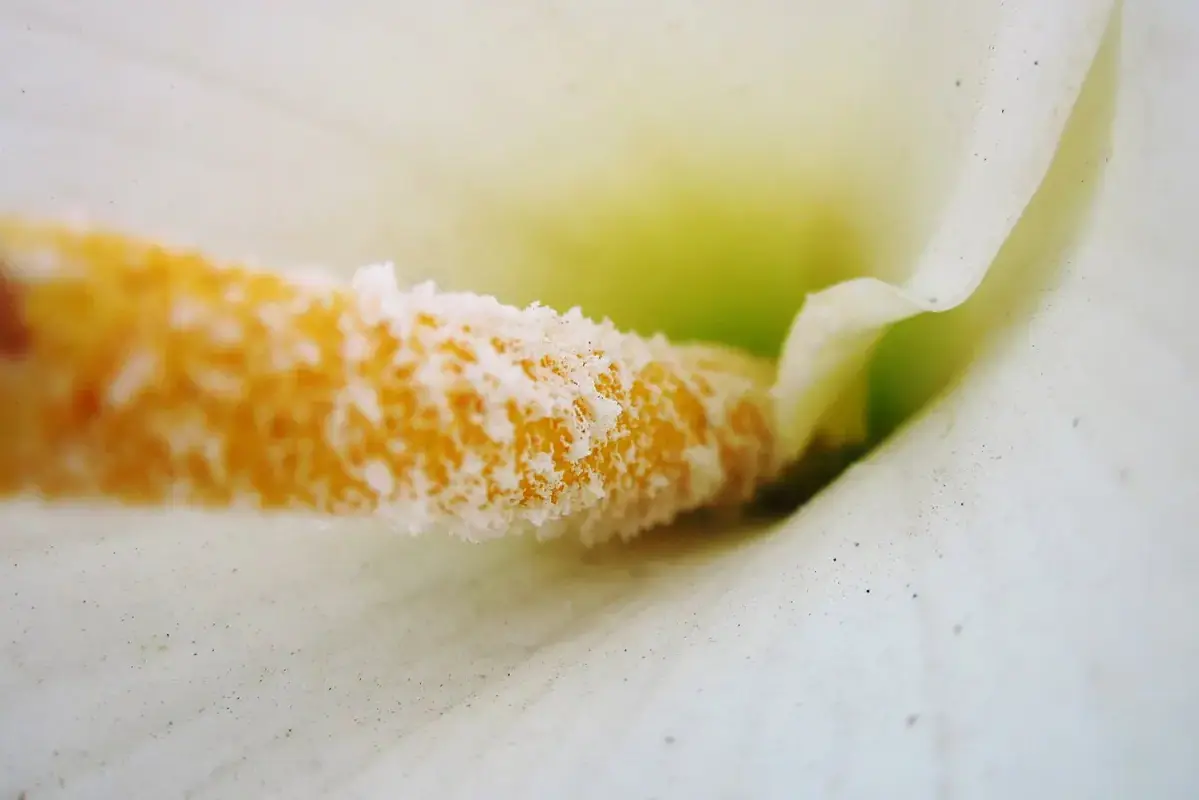 Pale fading bud beside a fully coloured open flower for comparison