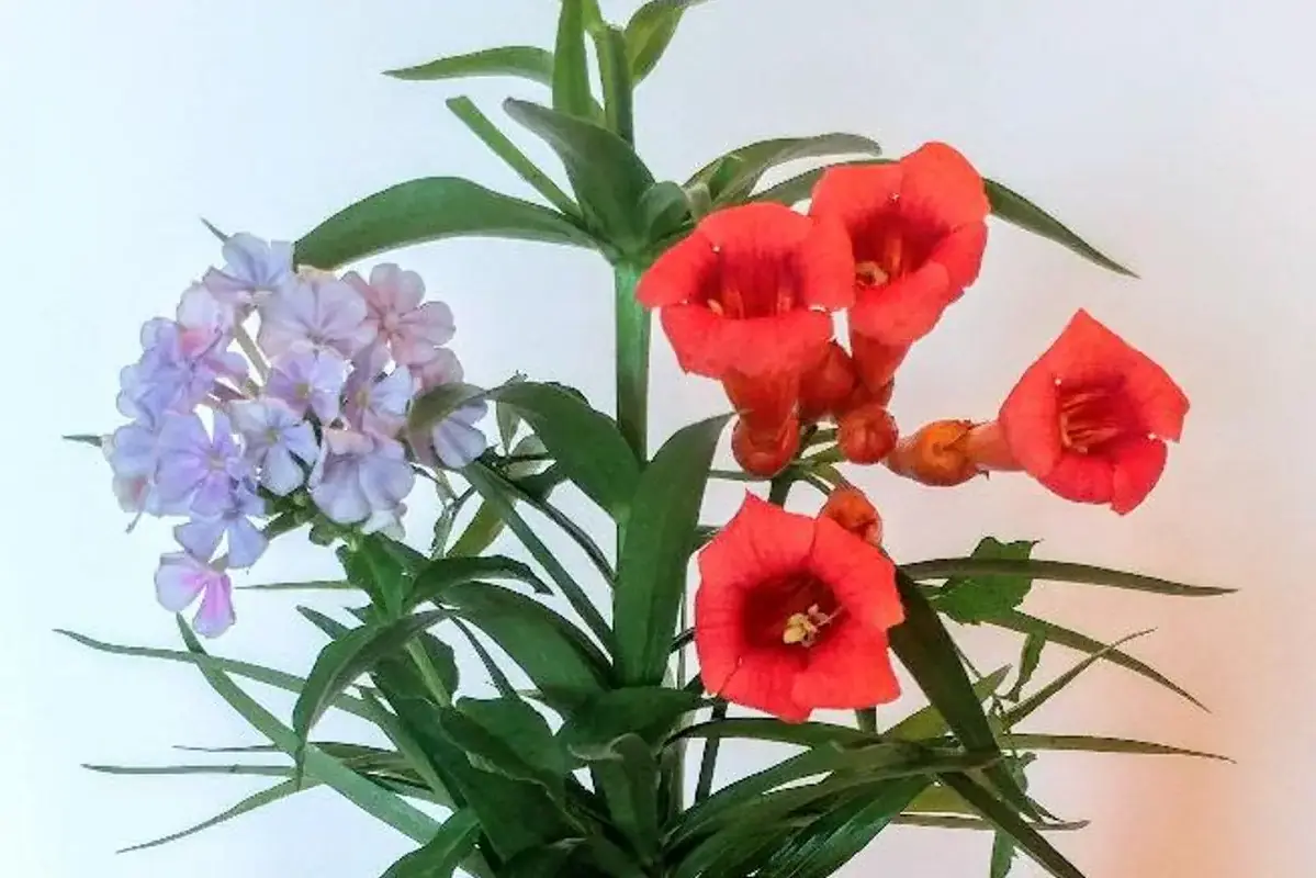 Are Flowers Safe in an Entryway shown in a clean flower-care setup