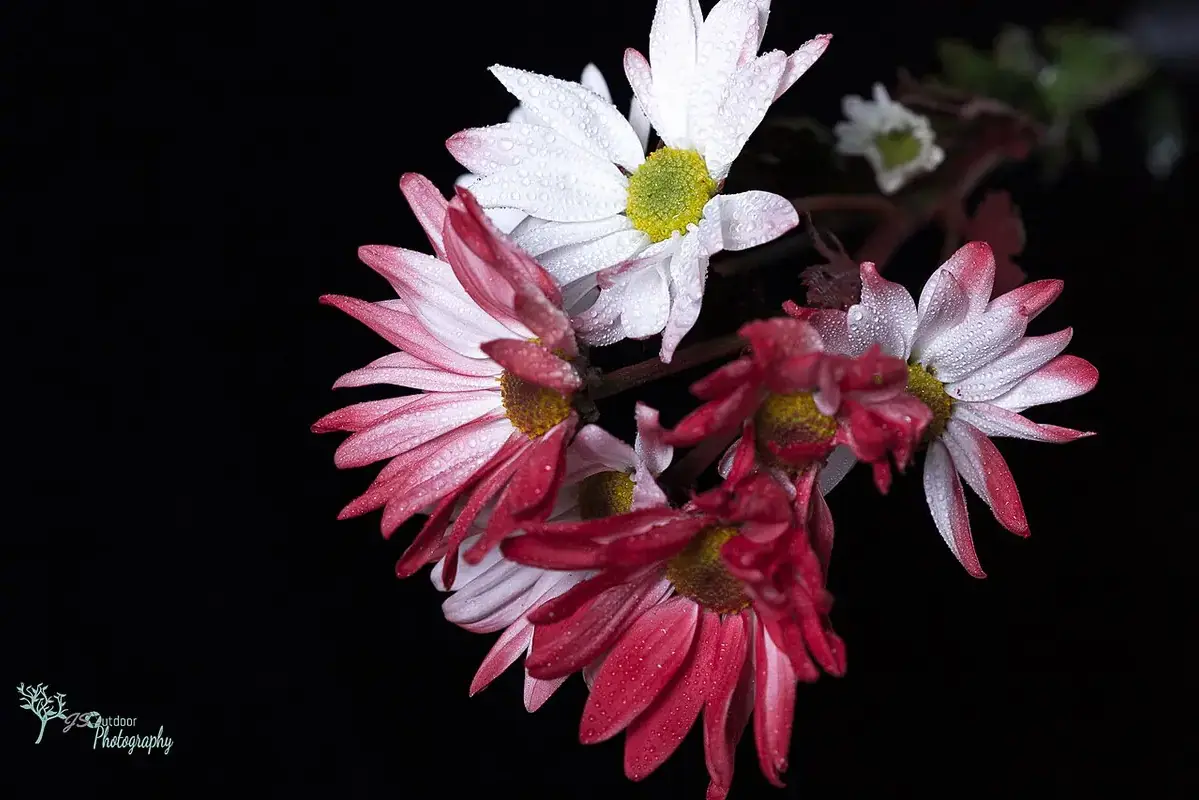 Can Flowers Sit Near a Ceiling Fan shown in a clean flower-care setup