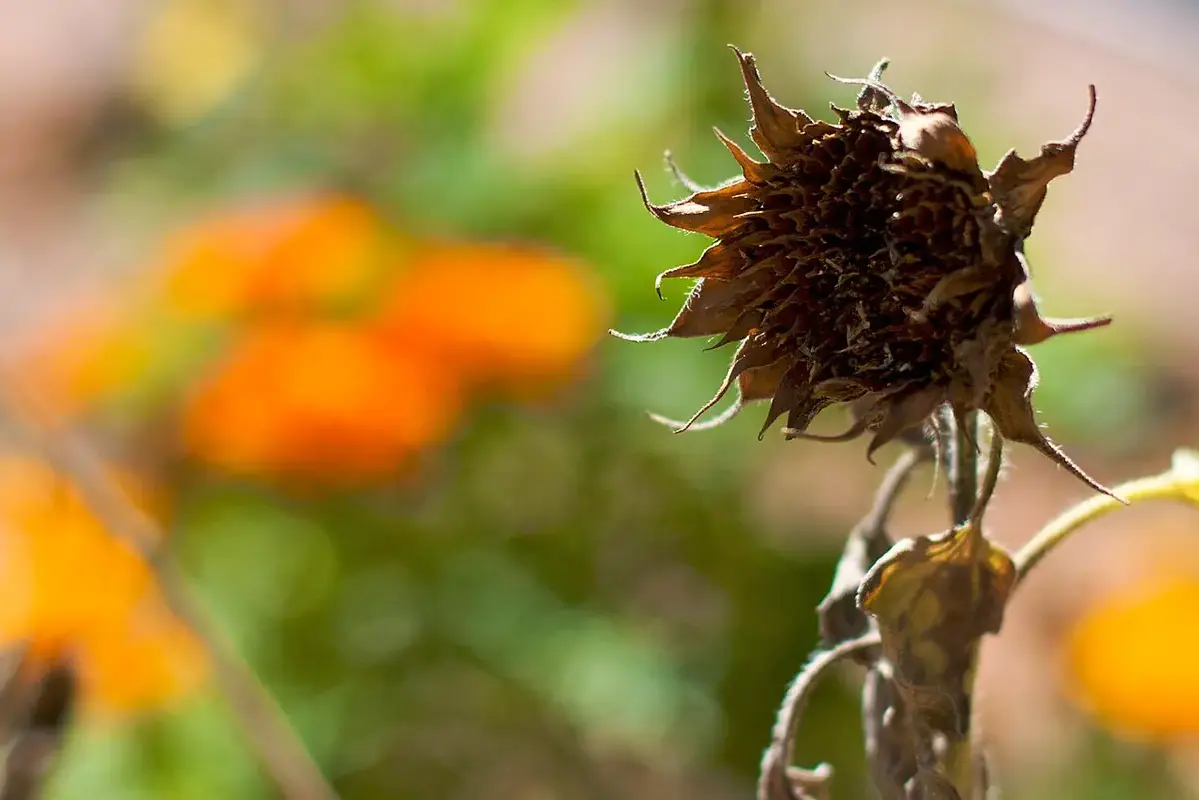 A dark dried flower head with orange blooms blurred behind it.