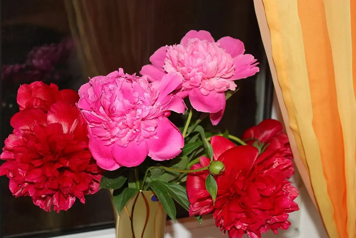 Bouquet with one side wilted beside firmer flowers for comparison