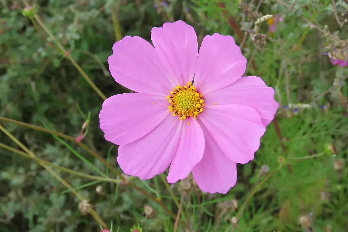 A pink cosmos flower with a golden centre against blurred greenery.