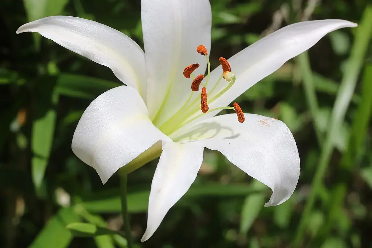 Wikimedia Commons flower photograph related to a water label and leaf-tip symptom check beside sensitive cut flowers