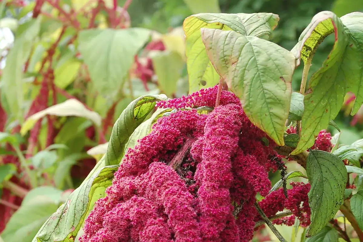 Deep pink amaranthus tassels hanging beside broad green leaves.