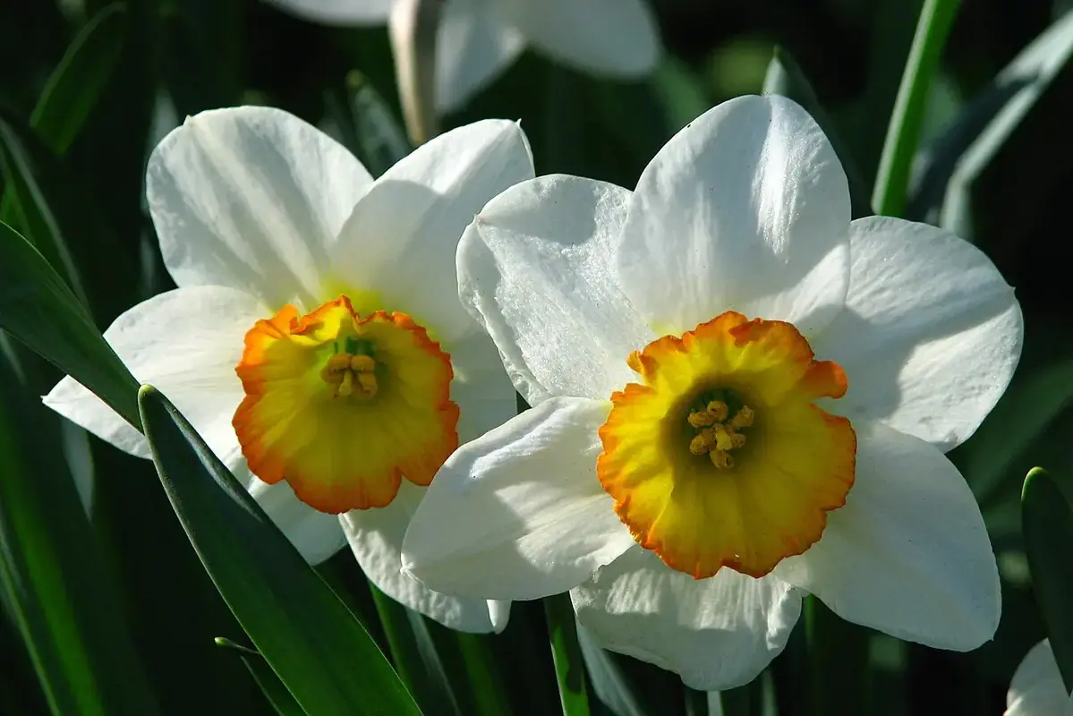 White daffodils with yellow and orange central cups.
