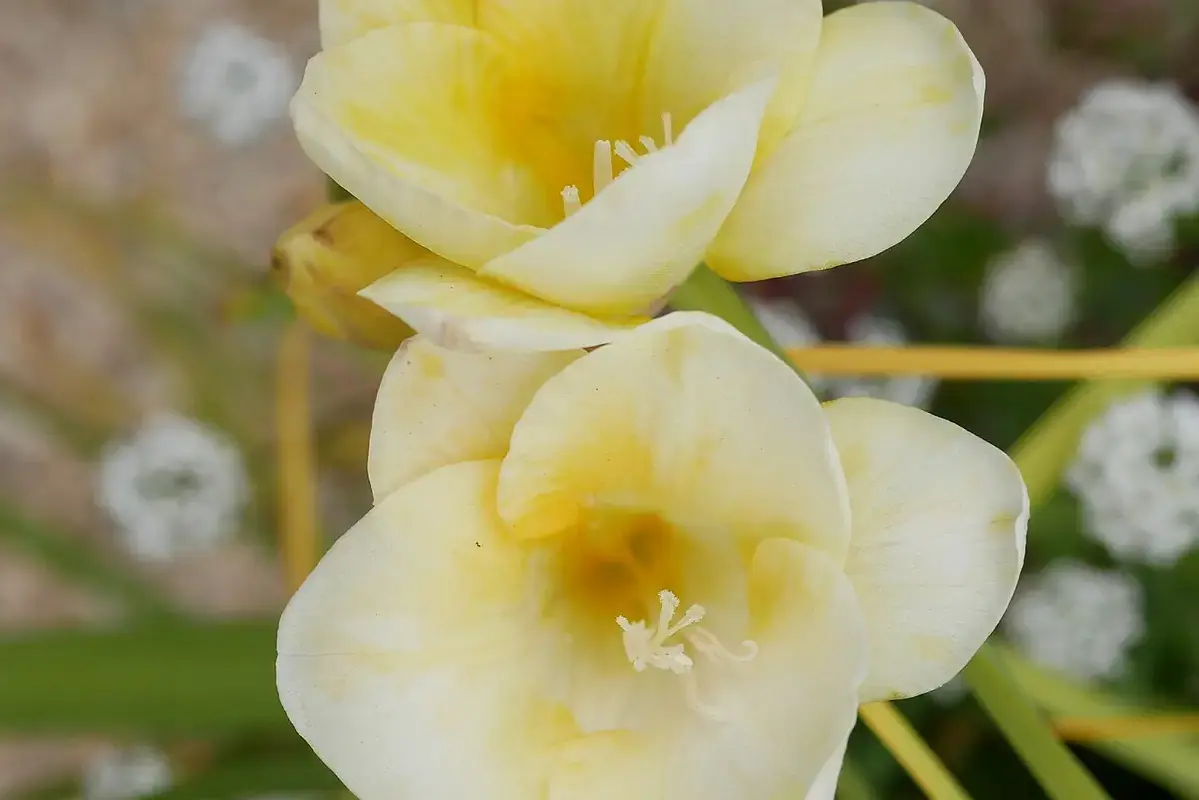 Pale yellow freesia flowers opening along a green stem.