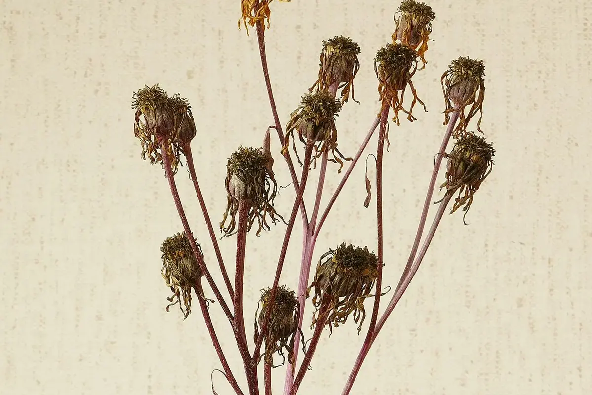 Flower stems being trimmed before arranging