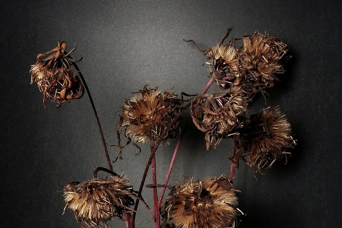 Brown dried ligularia flower clusters on branching reddish stems.