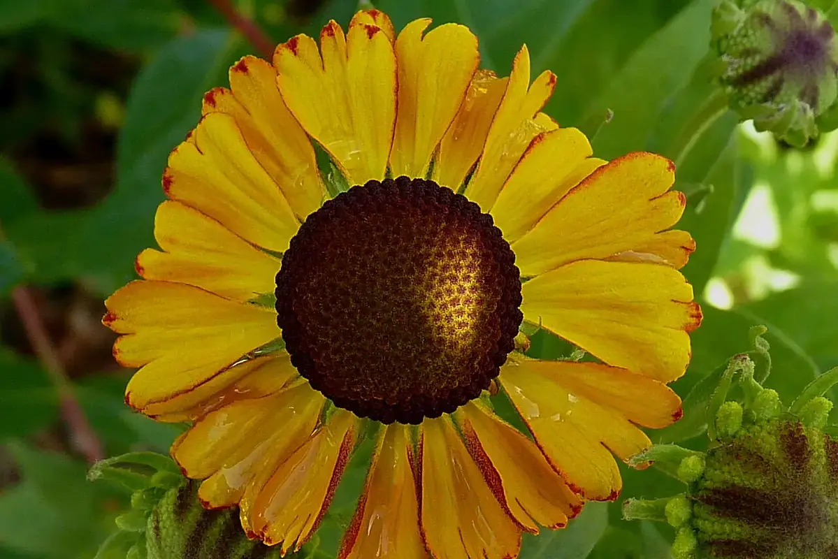 A yellow helenium flower with a raised brown central disk.