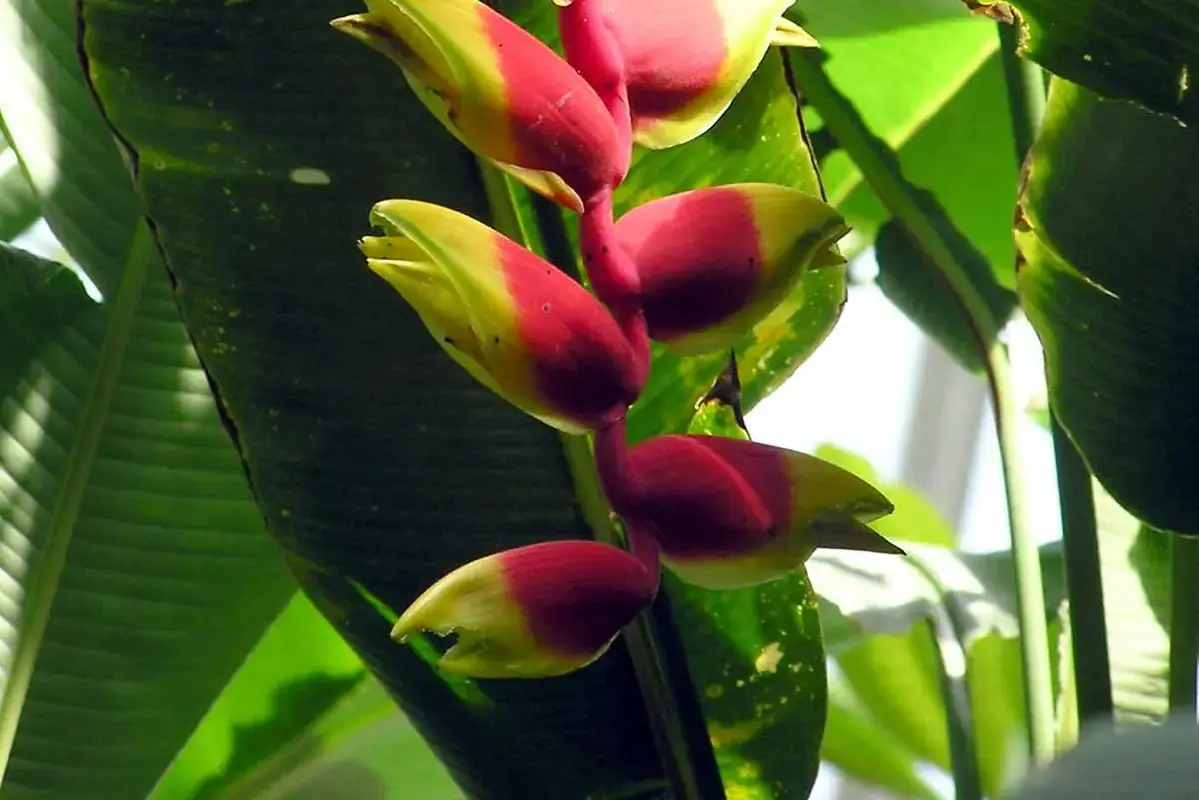 Hanging red and yellow heliconia bracts against tropical foliage.