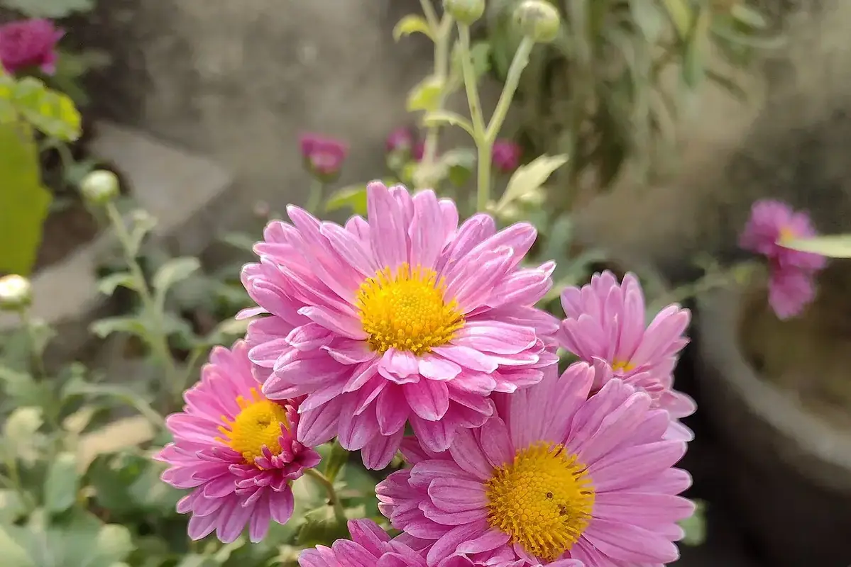 Cut flowers resting in water before being arranged in a final vase