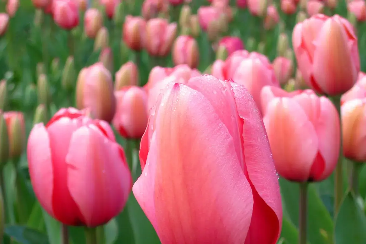 Wikimedia Commons flower photograph related to a vase outside a food refrigerator with temperature and fruit warnings